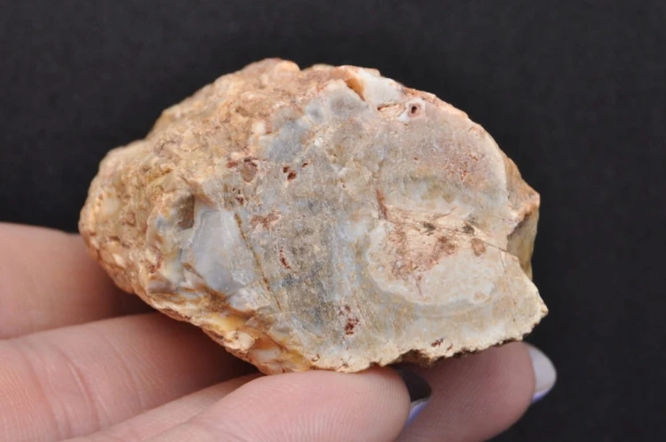 d2e52f325d79ef291bd46280ba3e66e1