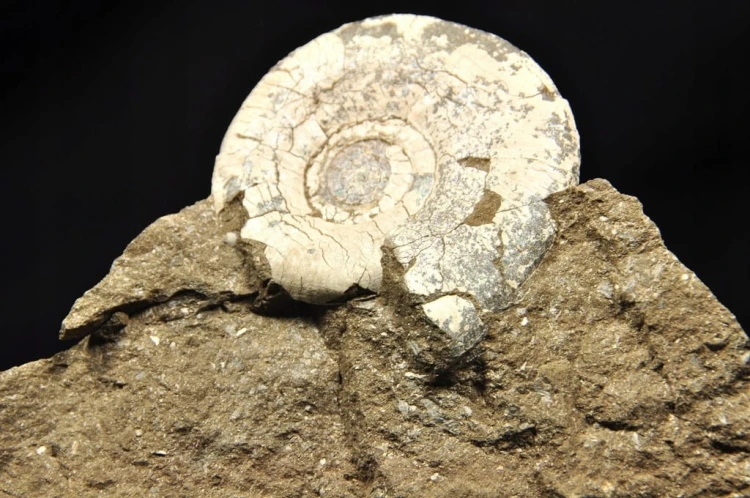 4d5166798e09da6cc2b8dba255f1dd64