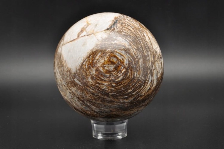 448a76a256dd06592305feef3242d2c5