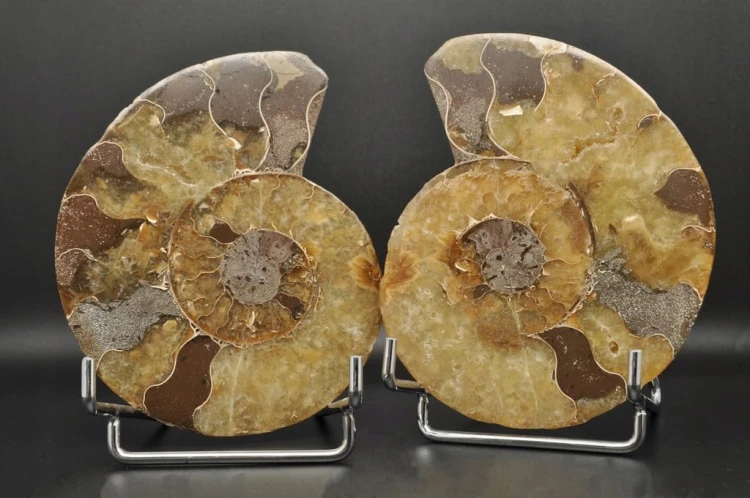 79ac3f9a74ee68319f8db348e1b03cfc