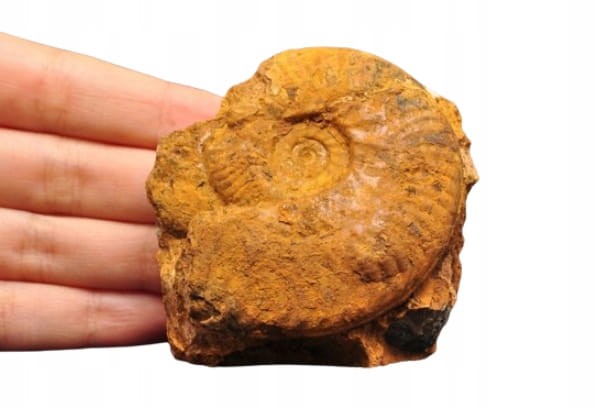 4d20190eda3a393498839c226d1788ca