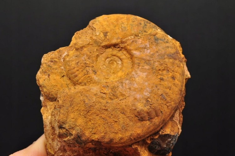 4cf16912d711c2d7ebfb03a5d52869c8