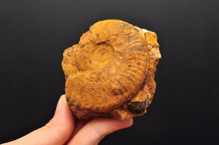 9036590897aa03523a07406c888cb132