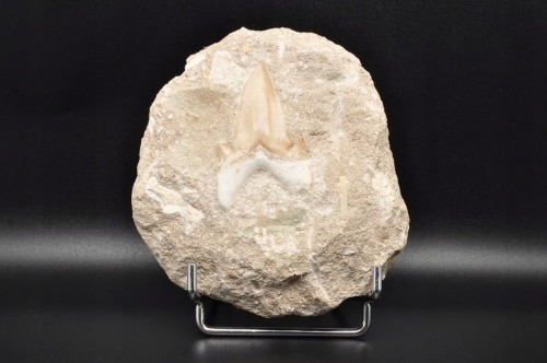 * ZĄB REKINA W SKALE INTERESUJĄCY OKAZ SUPER JAKOŚĆ NR 3 *