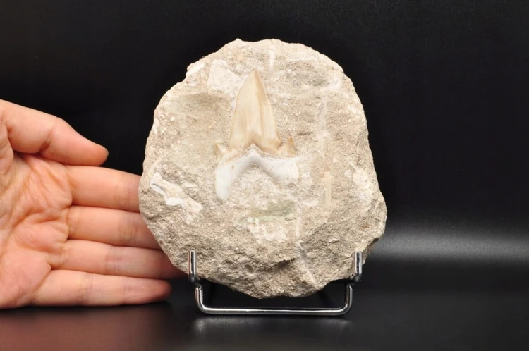 * ZĄB REKINA W SKALE INTERESUJĄCY OKAZ SUPER JAKOŚĆ NR 3 *