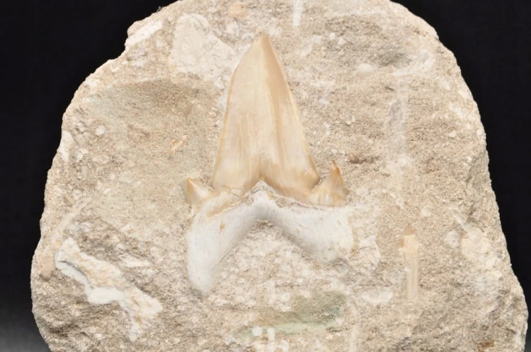 * ZĄB REKINA W SKALE INTERESUJĄCY OKAZ SUPER JAKOŚĆ NR 3 *