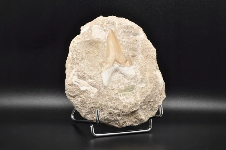 * ZĄB REKINA W SKALE INTERESUJĄCY OKAZ SUPER JAKOŚĆ NR 3 *