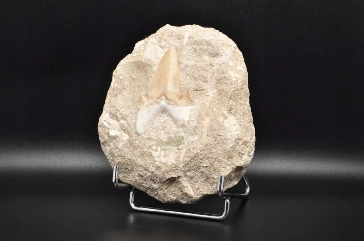 * ZĄB REKINA W SKALE INTERESUJĄCY OKAZ SUPER JAKOŚĆ NR 3 *