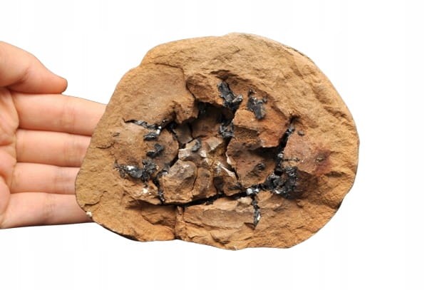 * SEPTARIA POLSKA SMOCZY KAMIEŃ NATURALNY SUROWY OKAZ NR 1 *