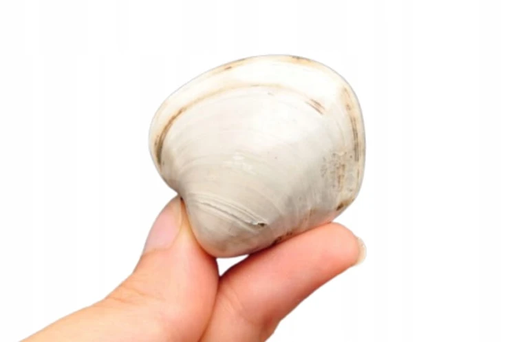 * MAŁŻ MADAGASKAR ŚWIETNY OKAZ DO KOLEKCJI NR MM04 *